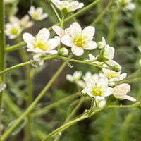 Saxifraga 'Apple Blossom'